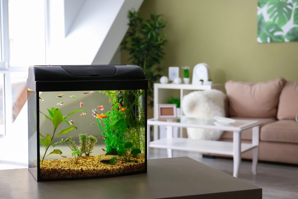 petit aquarium sur un meuble