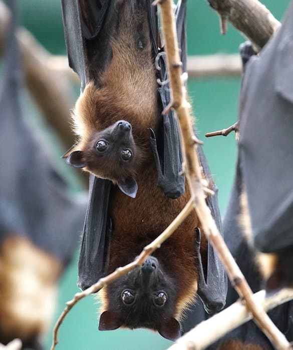 La petite chauve-souris brune