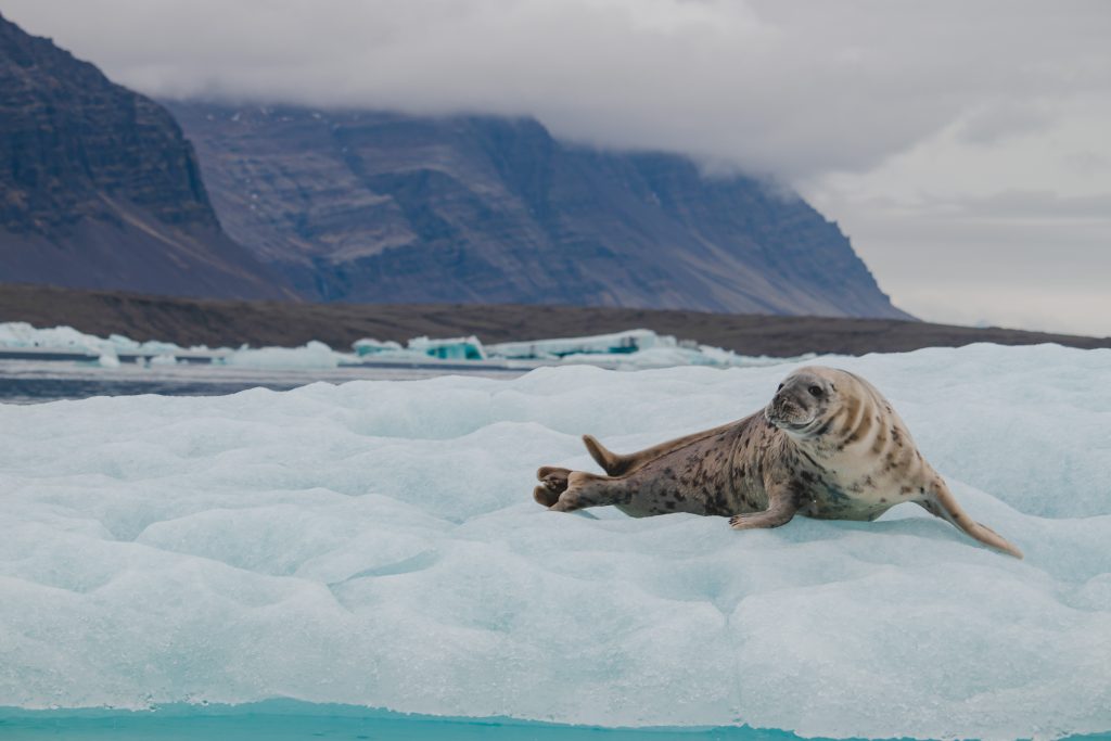 Phoque gris Jökulsárlón, Islande
