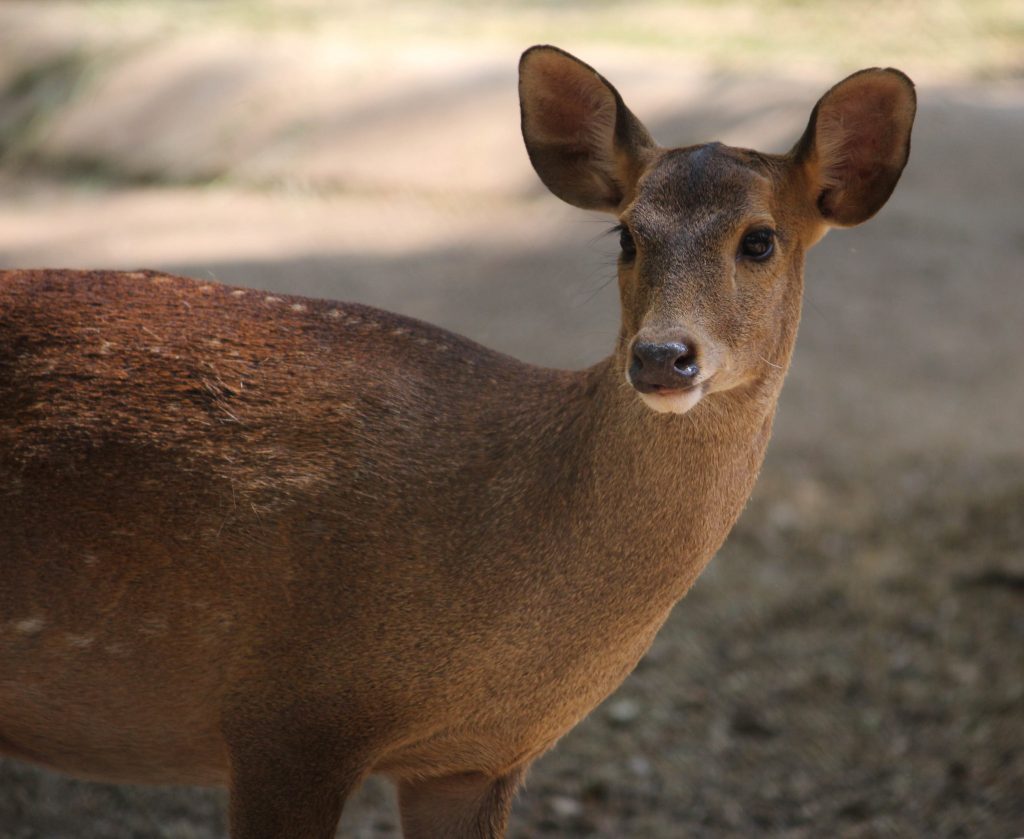 Photo d'une biche