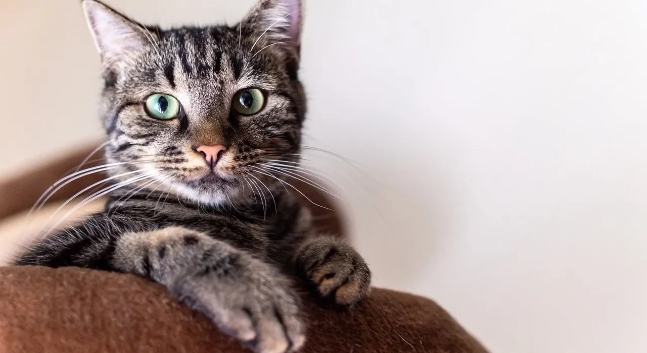 Comment choisir une litière pour chat sans odeur ?