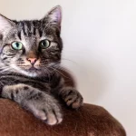 Comment choisir une litière pour chat sans odeur ?
