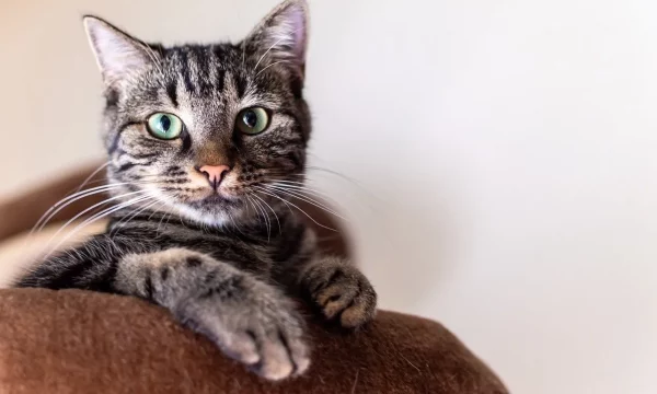 Comment choisir une litière pour chat sans odeur ?