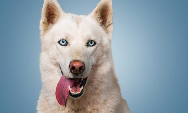 Noms de chiens en P