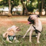 Comment Photographier son Chien ou son Chat ?