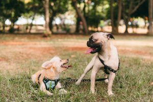 Comment Photographier son Chien ou son Chat ?