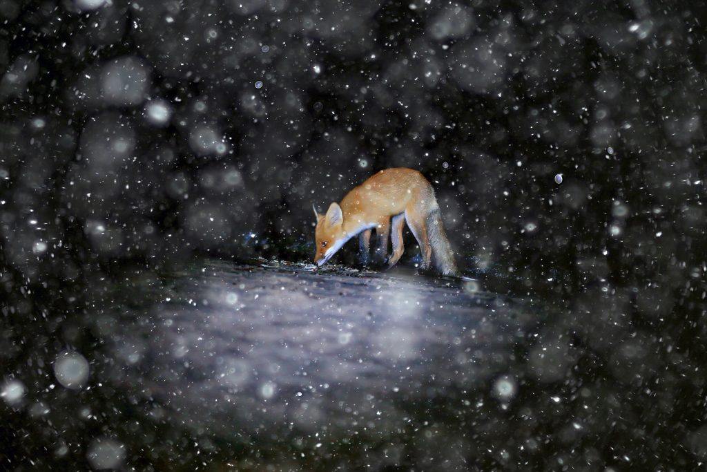 Cliché de nuit (renard) pris avec une caméra de chasse