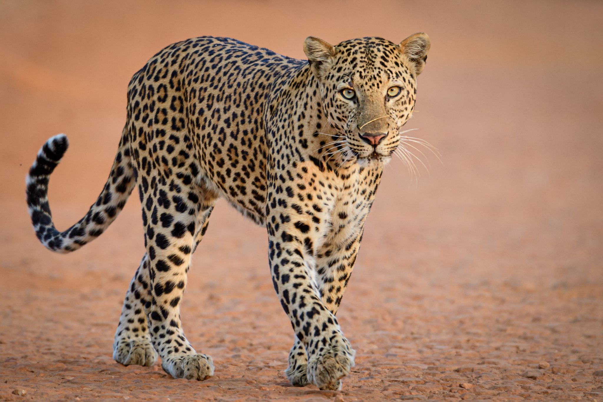 Legopard Quelles différences entre Léopard, Jaguar et Guépard