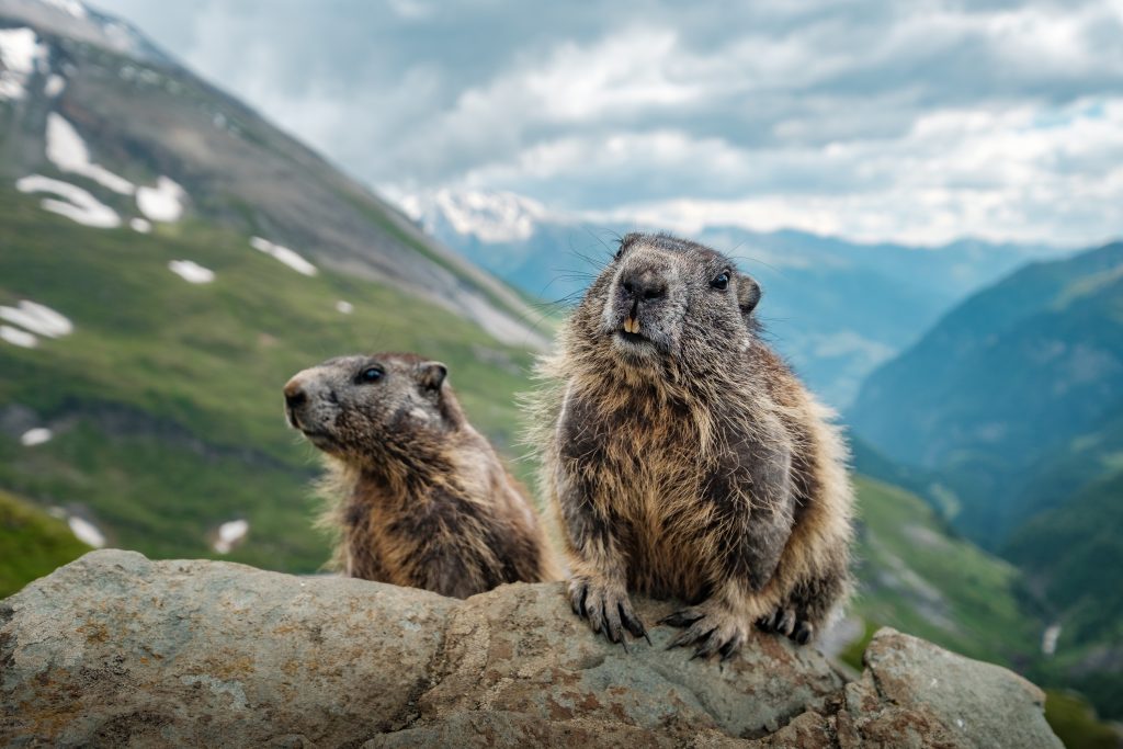 Marmotte à la montagne