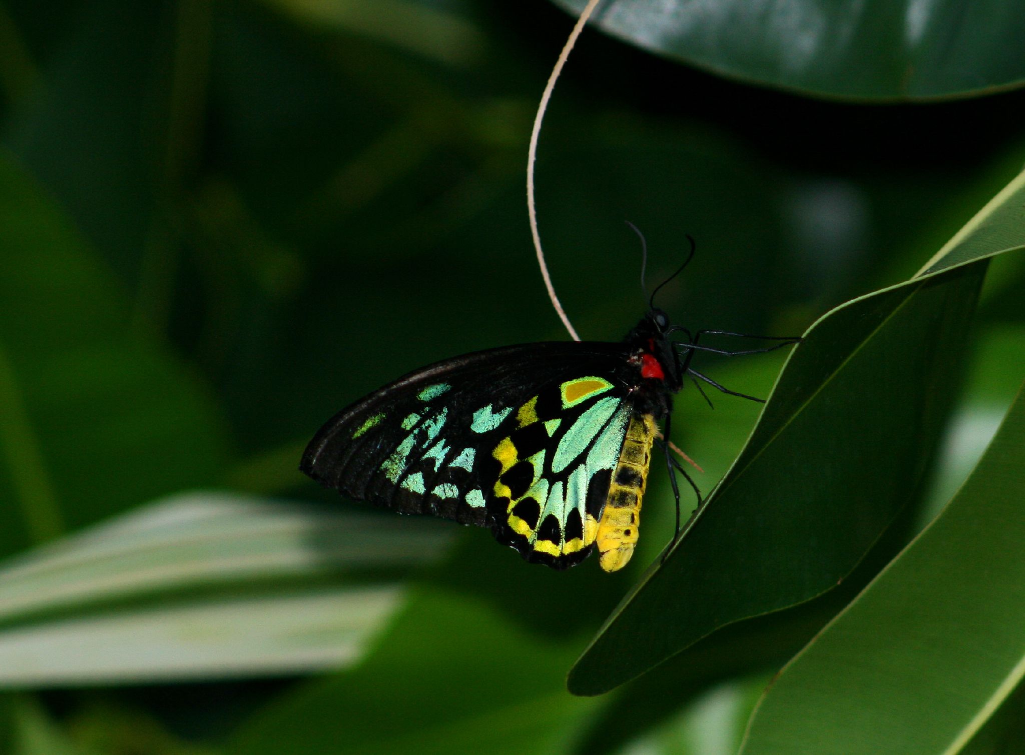 Photo d'un papillon en pleine nature