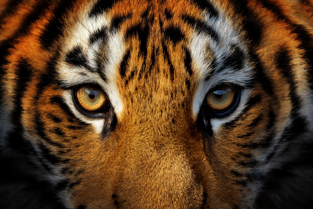 photo d'un tigre plein cadre