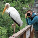Réussir ses photographies dans un Zoo