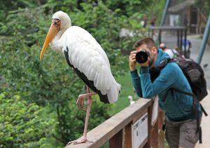Réussir ses photographies dans un Zoo