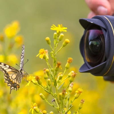 Comment photographier les papillons ?