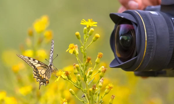 Comment photographier les papillons ?