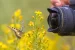 Comment photographier les papillons ?