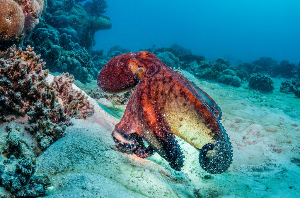 Pieuvre Octopus