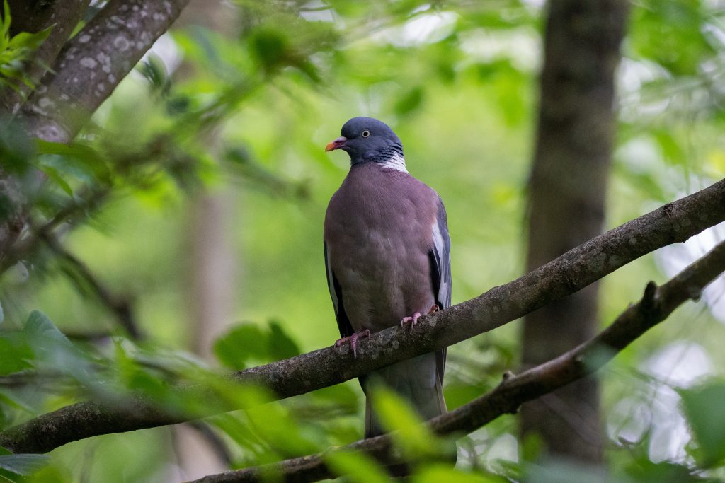 Pigeon dans une forêt