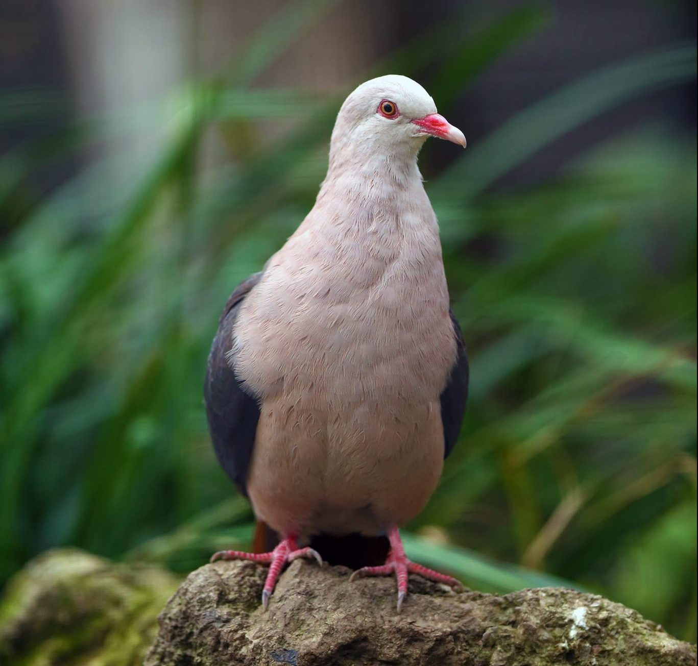 Pigeon rose