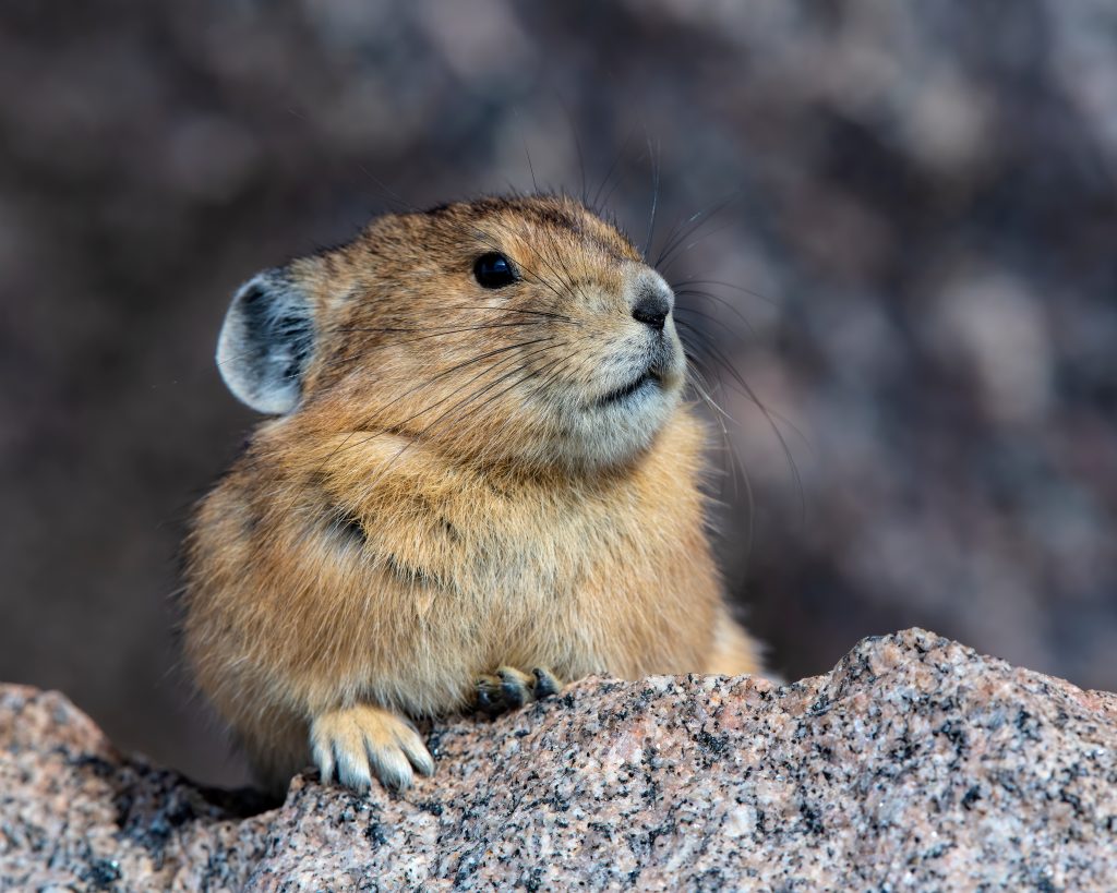 pika