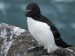 Le pingouin Torda : comportement, mode de vie, où vit-il ?