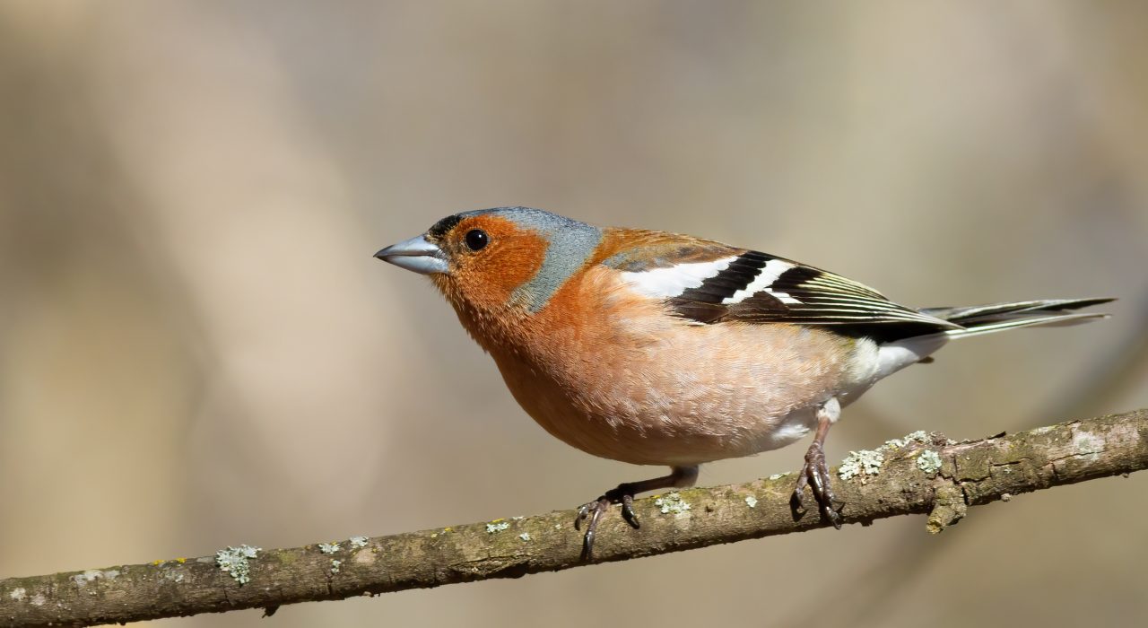 Espèces d'oiseaux de A à Z