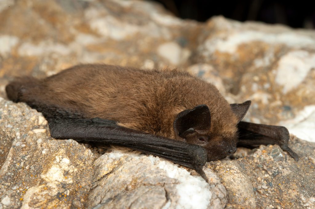 Pipistrelle commune
