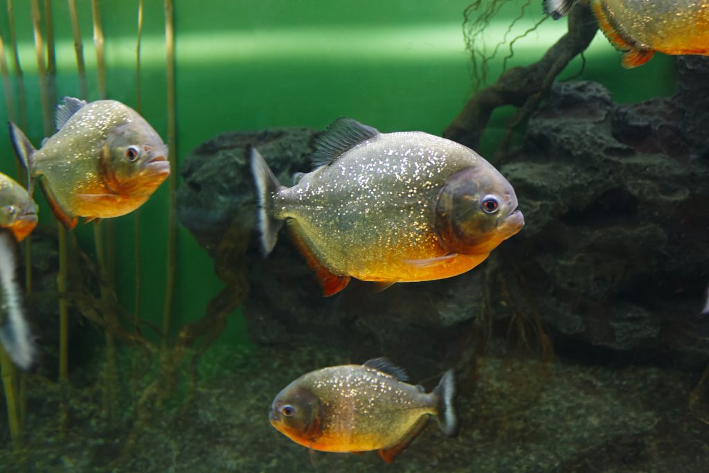 Piranha