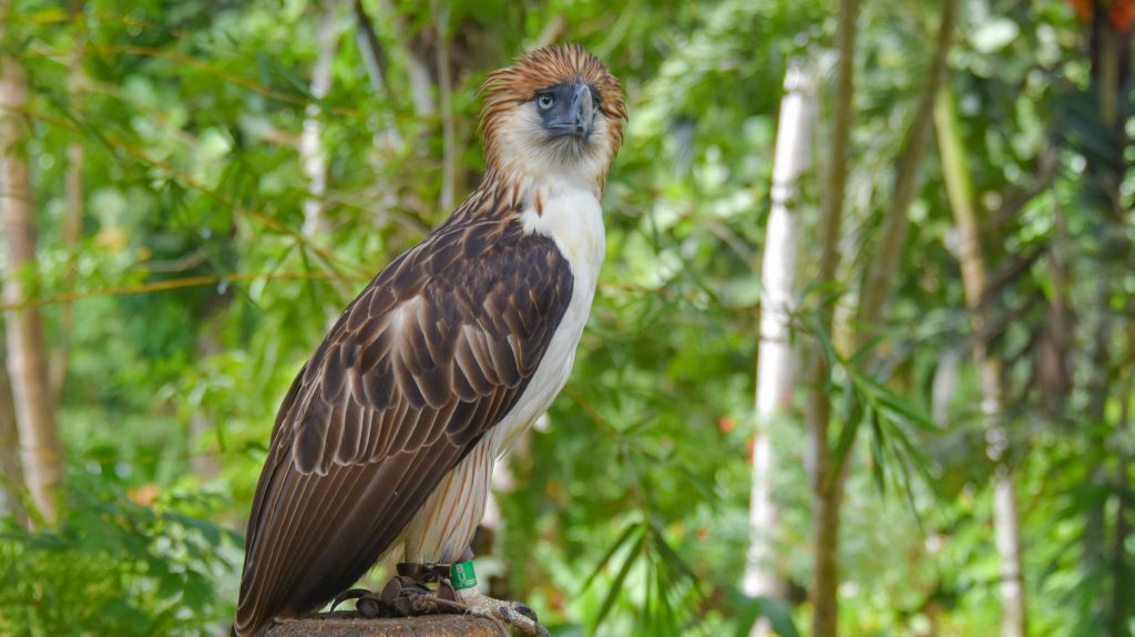 pithécophage des Philippines