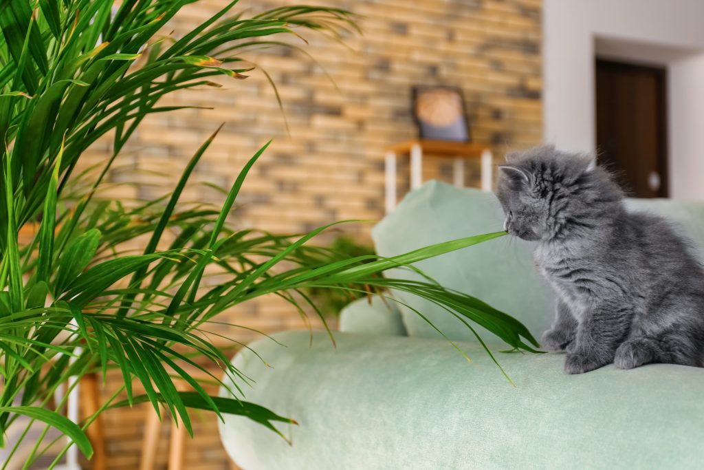 Chat qui est à côté d'une plante