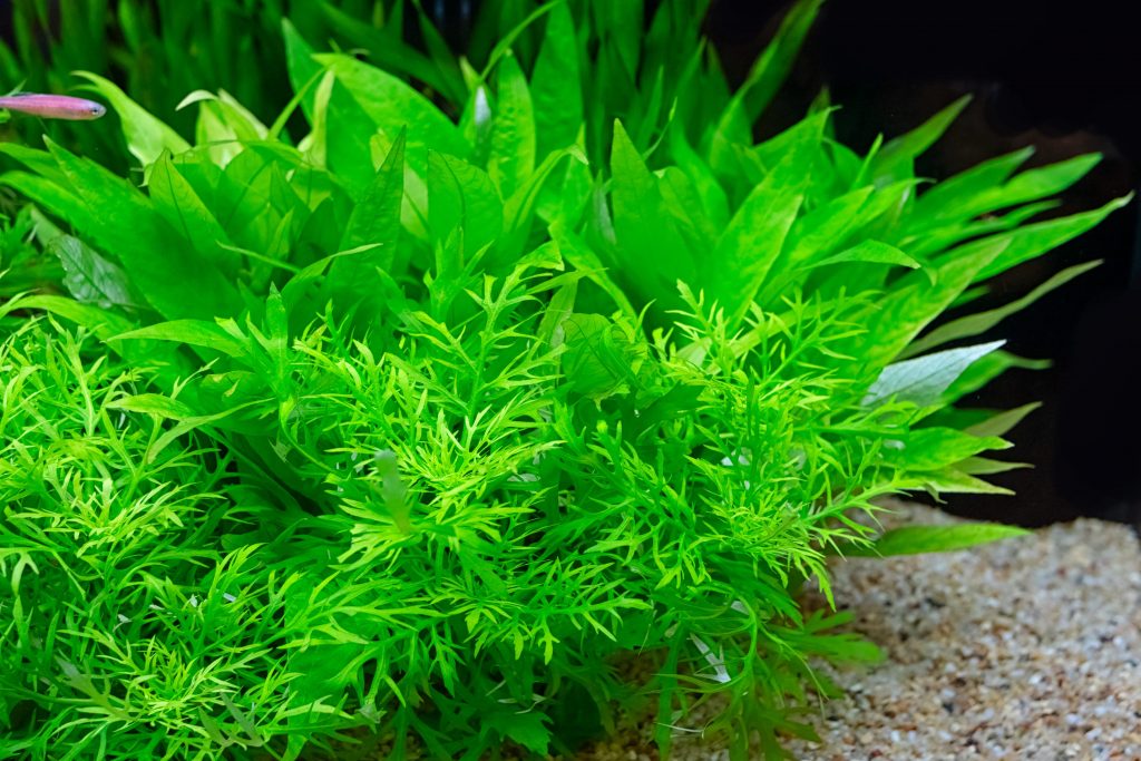 plante verte aquarium