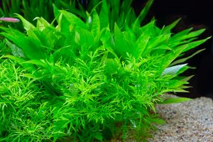 Quel engrais choisir pour ses plantes d’aquarium ?