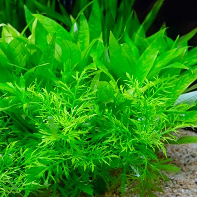 Quel engrais choisir pour ses plantes d’aquarium ?