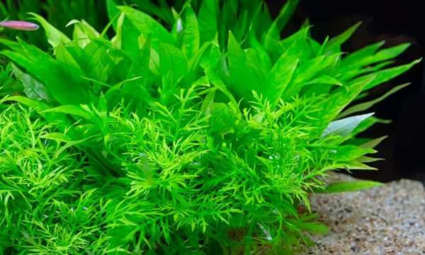 Quel engrais choisir pour ses plantes d’aquarium ?