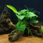 Quel sable et gravier choisir pour votre aquarium ?