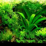 Quelles plantes d’aquarium choisir pour son poisson rouge ?