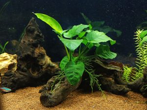 Quel sable et gravier choisir pour votre aquarium ?