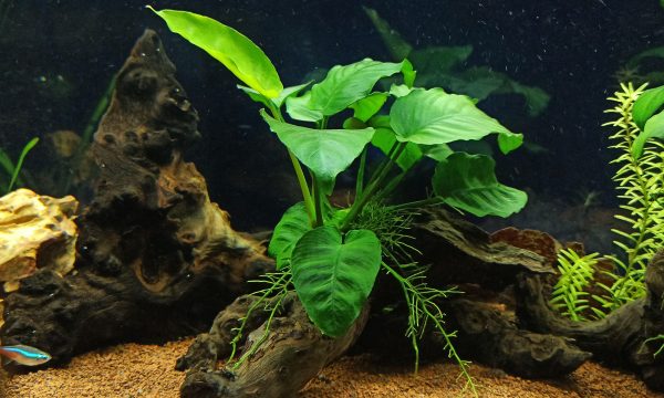 Quel sable et gravier choisir pour votre aquarium ?
