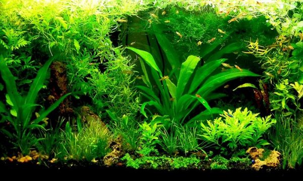 Quelles plantes d’aquarium choisir pour son poisson rouge ?