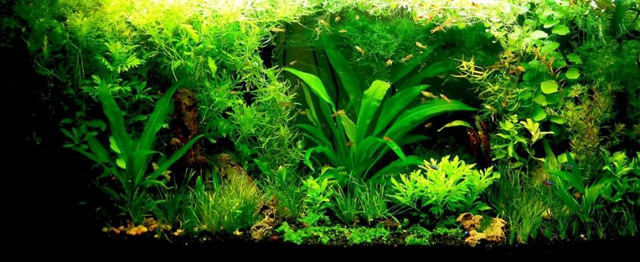 Quelles plantes d’aquarium pour poissons rouges