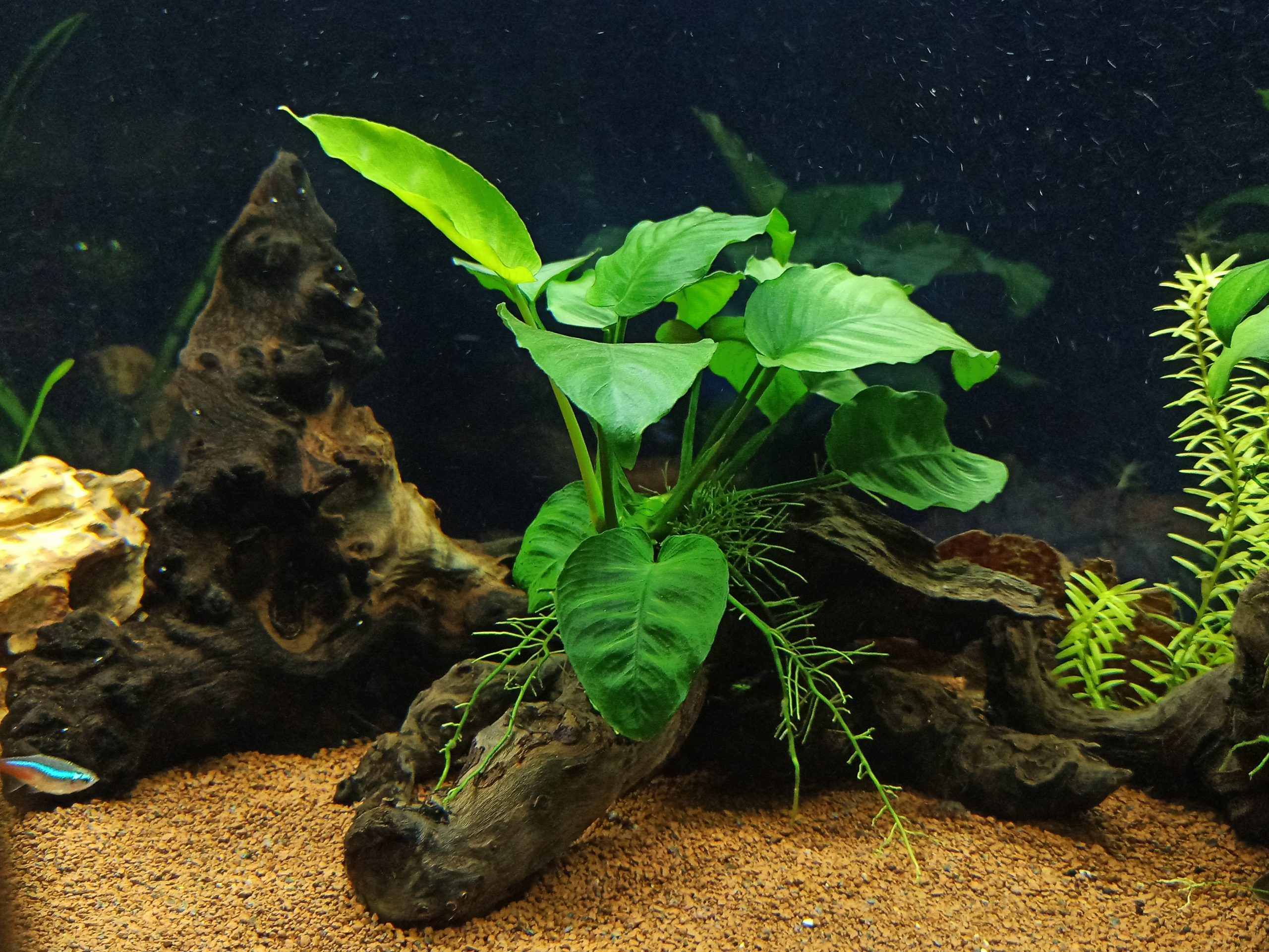 Quel sable et gravier choisir pour son aquarium