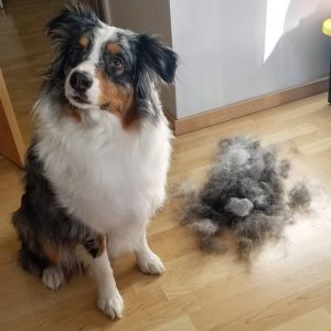 Le chien qui perd ses poils