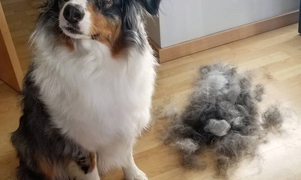 Le chien qui perd ses poils