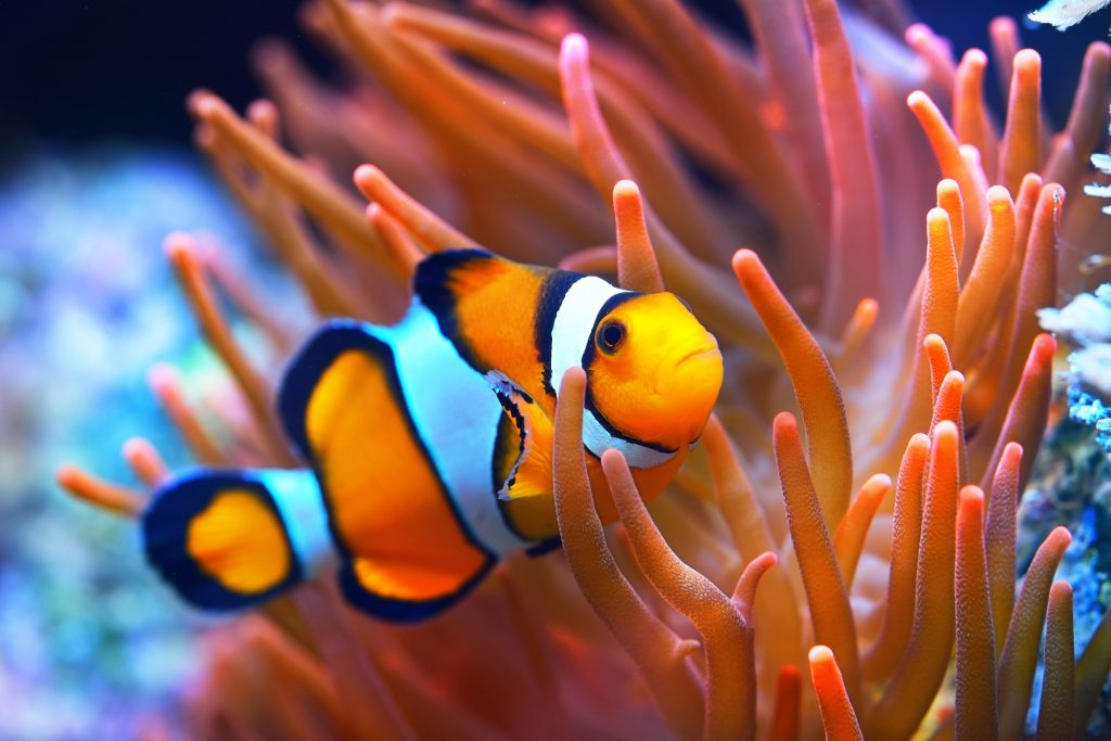 Poisson clown île Maurice