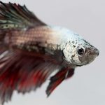 Quel aquarium choisir pour un Poisson Combattant ?