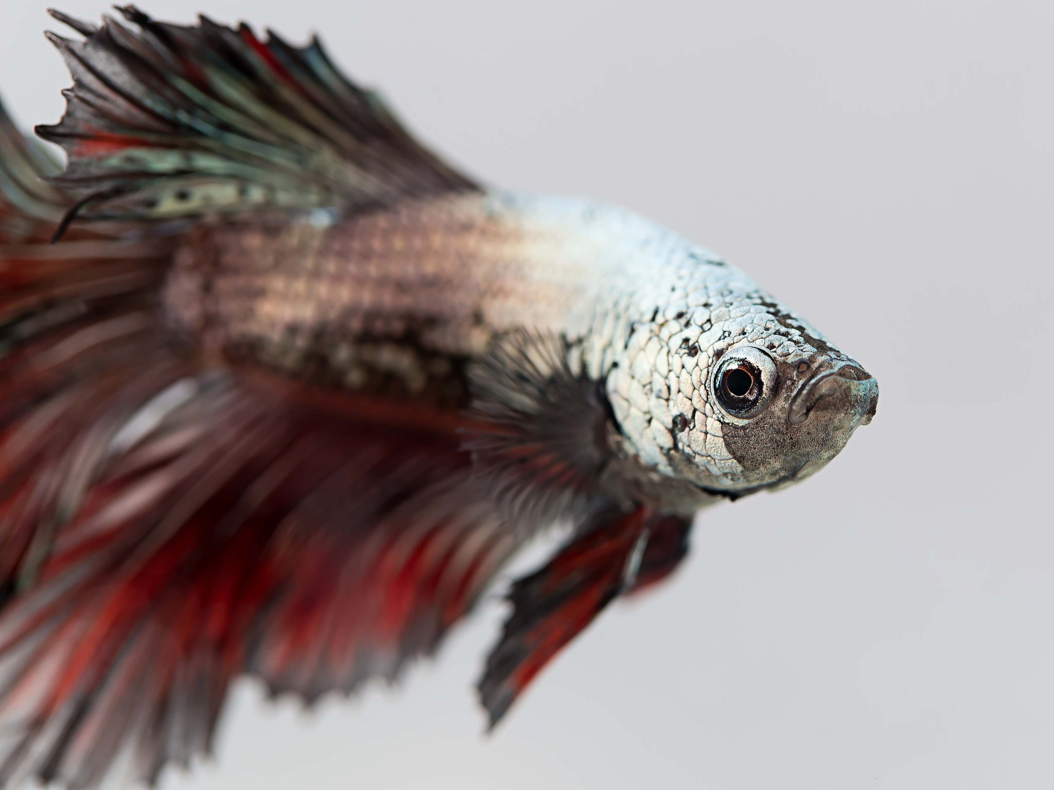 Quel aquarium pour un combattant ? Aquariophilie — Autour Des Animaux