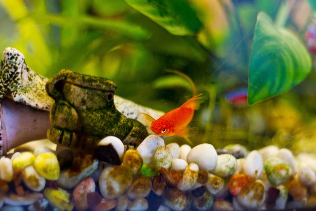 poisson qui se frotte au décors de l'aquarium