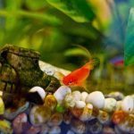 Poisson se frotte au décor de l’aquarium : Causes et Traitements