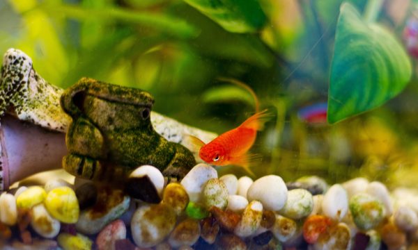 Poisson se frotte au décor de l’aquarium : Causes et Traitements