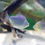 Quel sable choisir pour son aquarium ?